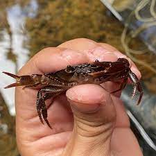 Festival de la Buruquena